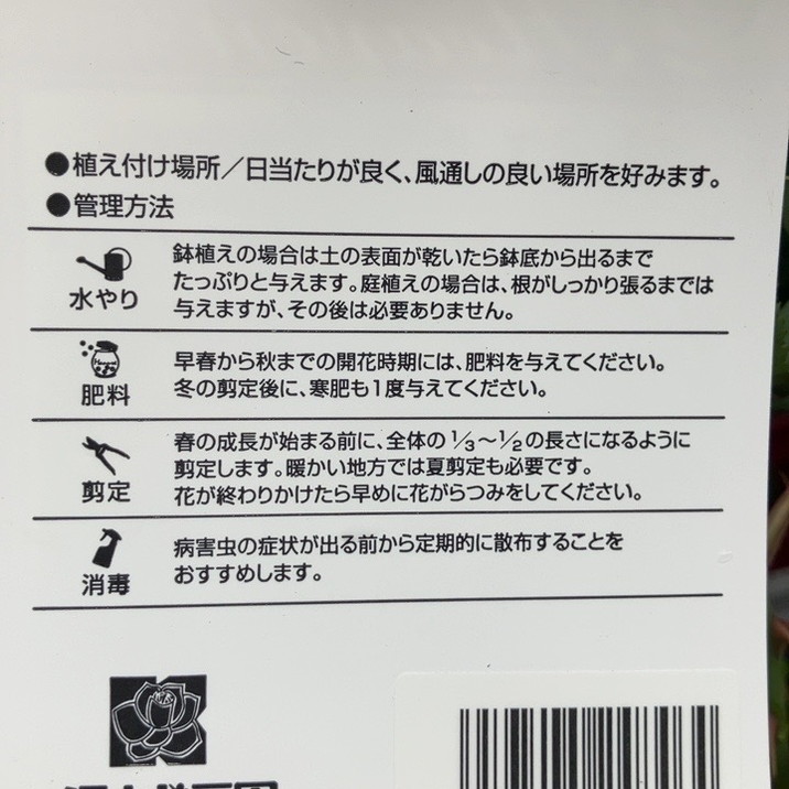 NEW】バラ新苗 レミエル Ramiel 4号 河本バラ園 河本純子さん ヘブン