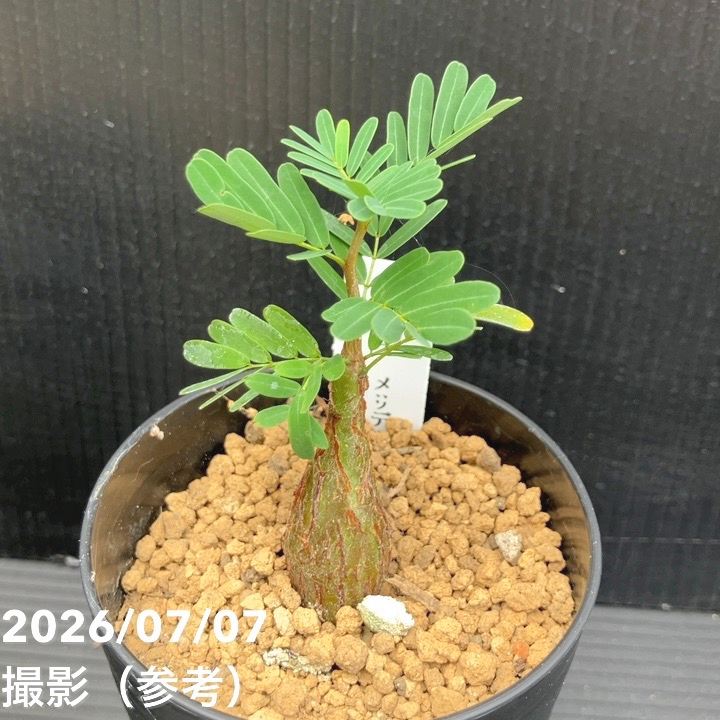 決算P5倍！10%OFF！8/2まで】カッシア（センナ） メリディオナリス 3号