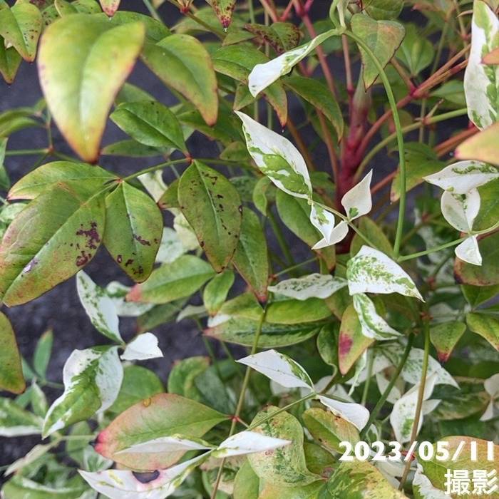 ナンテン トワイライト 5号|花木04-PA