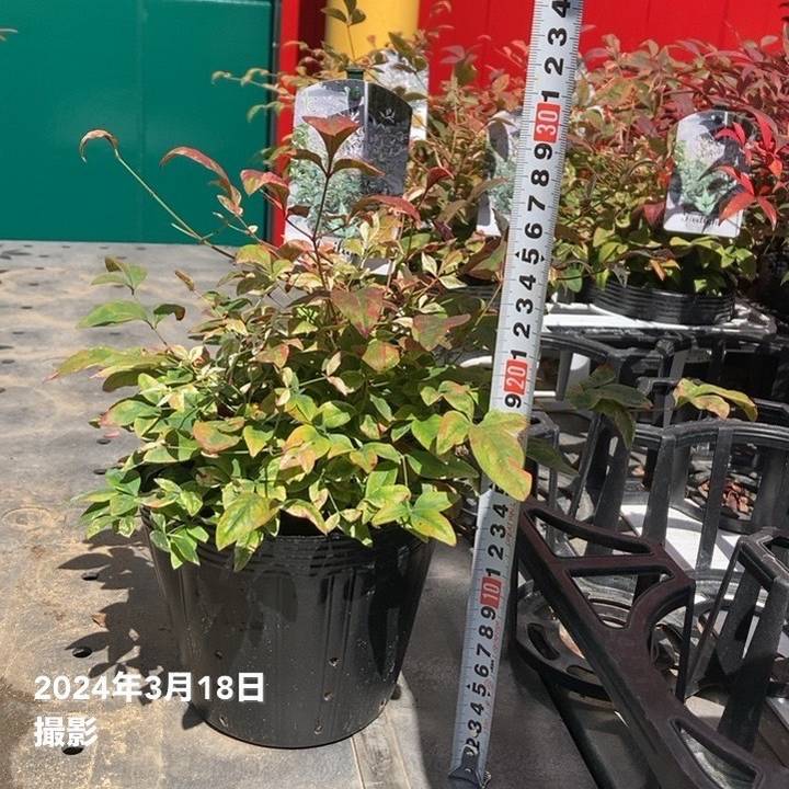 ナンテン トワイライト 5号|花木04-PA