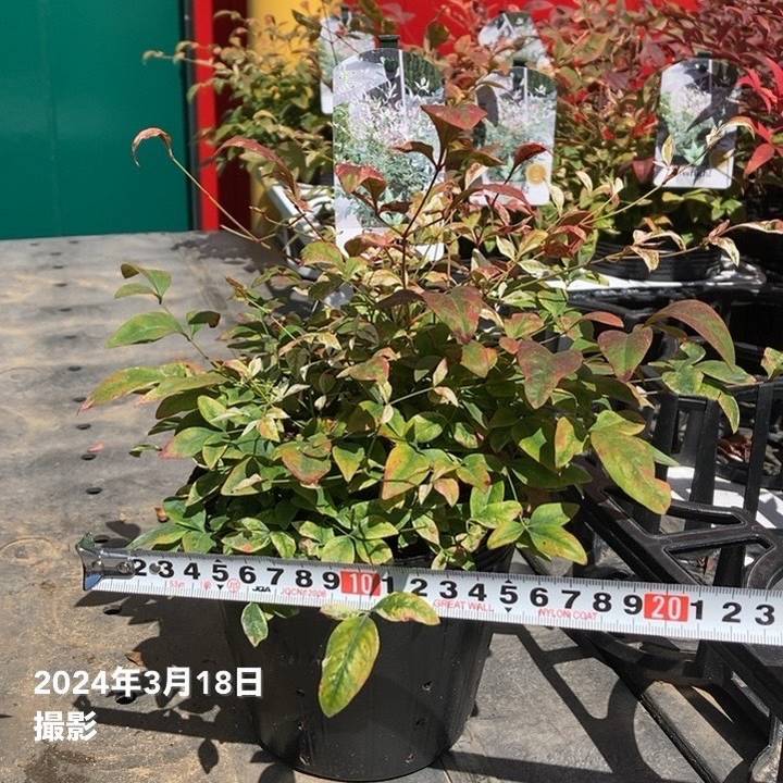 ナンテン トワイライト 5号|花木04-PA