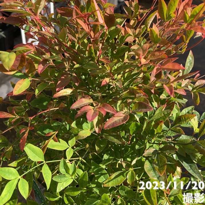 ナンテン トワイライト 5号|花木04-PA