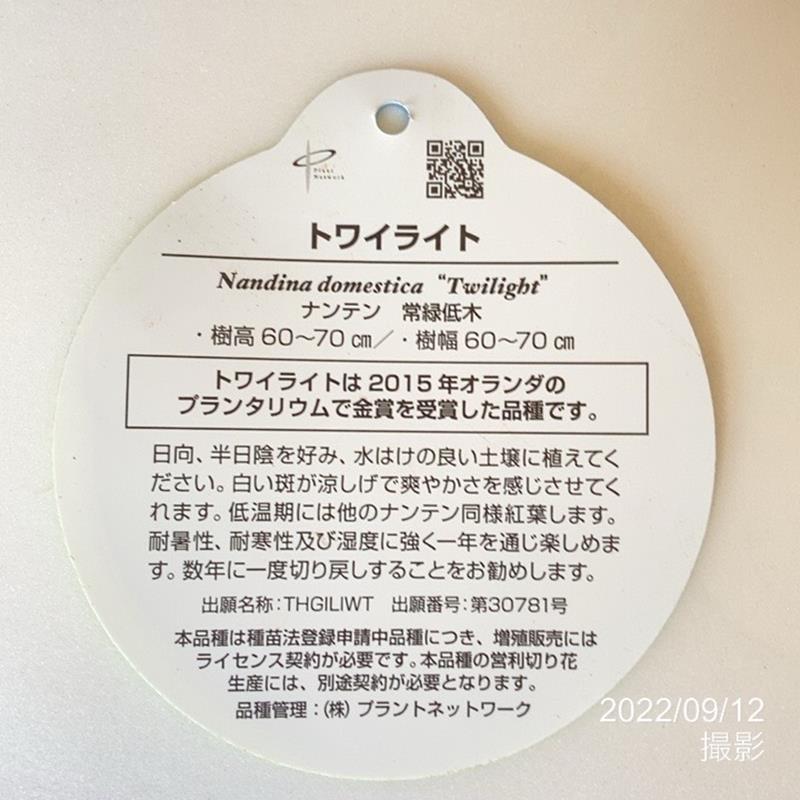 ナンテン トワイライト 5号|花木04-PA