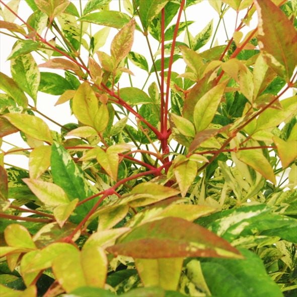 ナンテン トワイライト 5号|花木04-PA