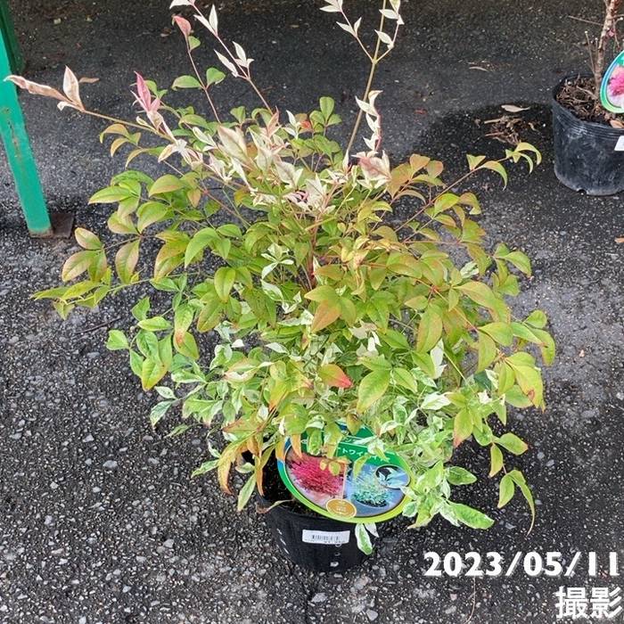 ナンテン トワイライト 5号|花木04-PA