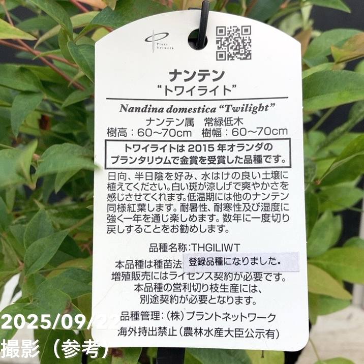 ナンテン トワイライト 5号|花木04-PA