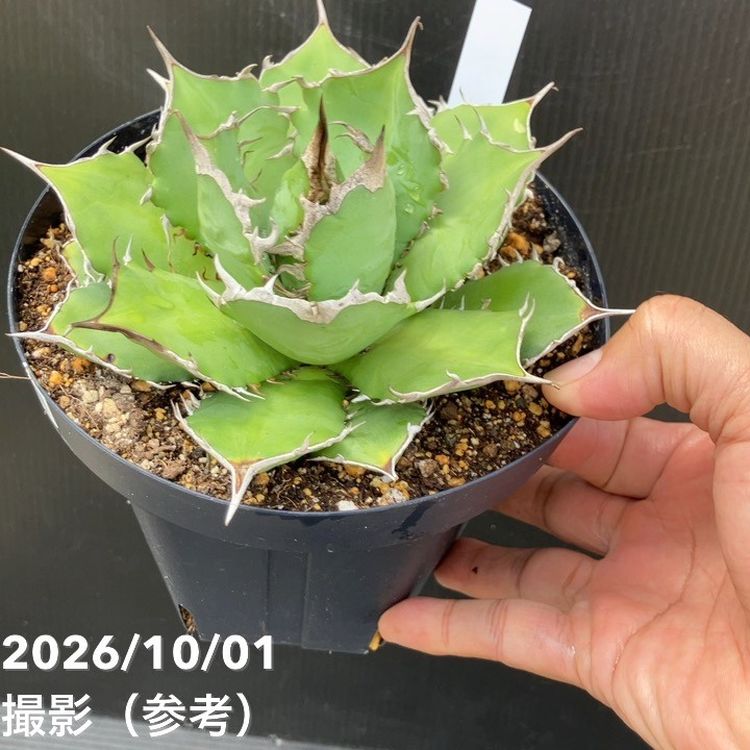 秋セール10%OFF！11/1まで】アガベ 5号 毒液 Venom｜観葉10-TU | 観葉