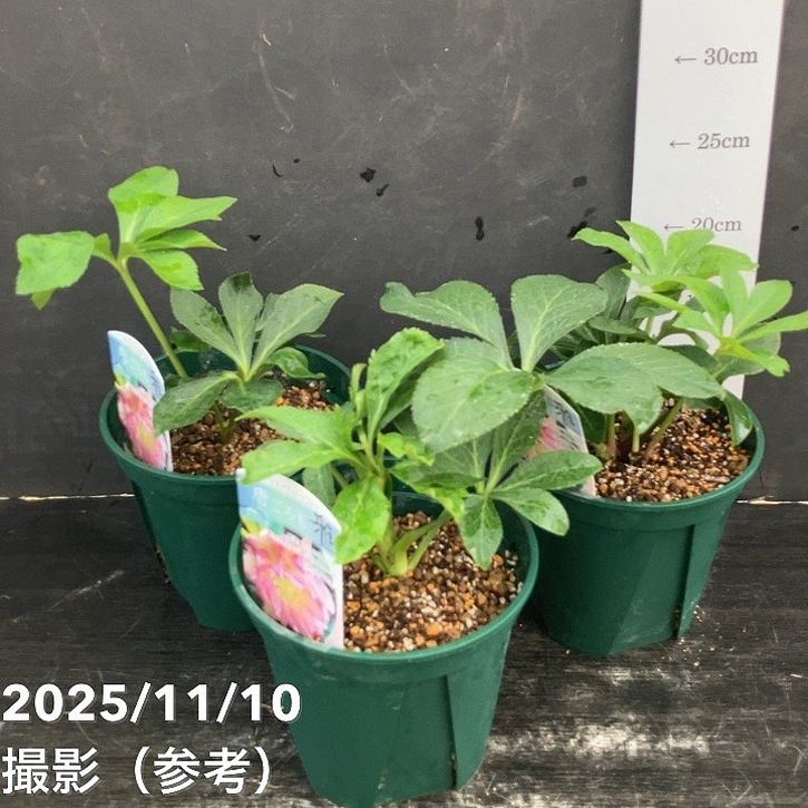 クリスマスローズ 伊勢みやび 5号 唐ごろも｜山野01-D1 | 草花