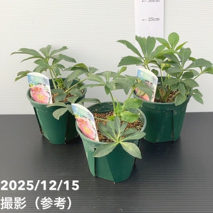 クリスマスローズ 伊勢みやび 5号 唐ごろも｜山野01-D1 | 草花