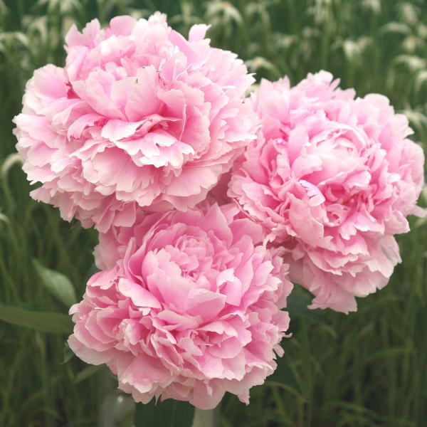 花苗】芍薬 サラベルナール ☆新芽3つ付き☆ 淡ピンク 大輪 バラ