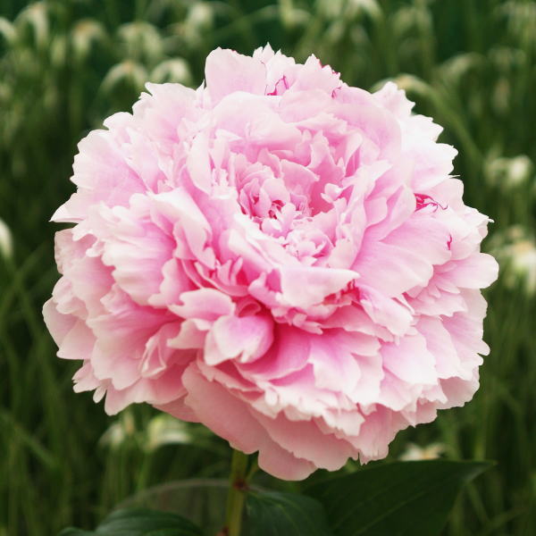 芍薬 サラベルナール 草花 芍薬 牡丹 赤塚植物園オンライン 花の音