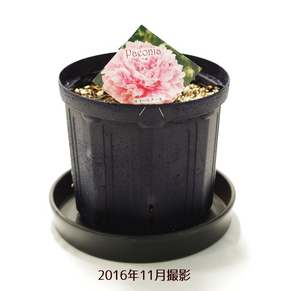 芍薬 シャクヤク 7号 サラベルナール｜草花10-TU | 草花,芍薬