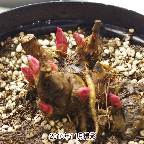 芍薬 シャクヤク 7号 サラベルナール|草花04-PA