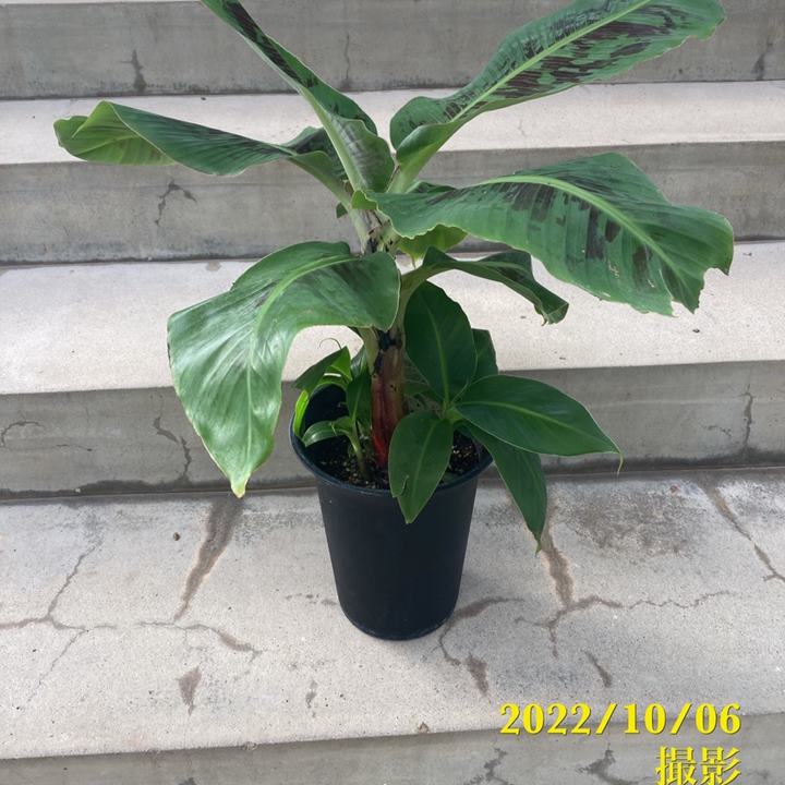 モンキーバナナ　1m超え 楽天市場】【フィリピン産】モンキーバナナ 6kg 枝付き 箱売り 送料