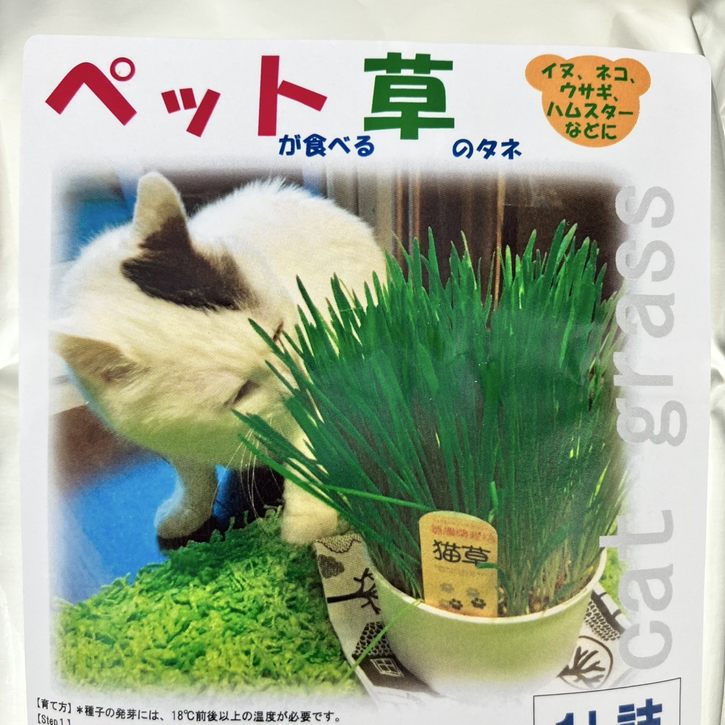 ペットが食べる草のタネ(燕麦種子)1L詰 ※種子消毒(農薬)無 |タネ10-TU