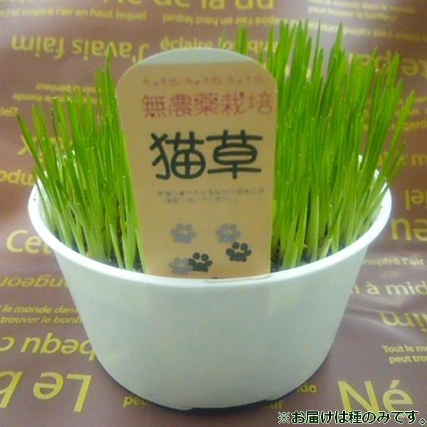 ペットが食べる草のタネ(燕麦種子)1L詰 ※種子消毒(農薬)無 |タネ10-TU