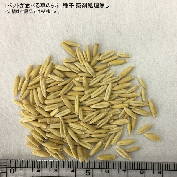 ペットが食べる草のタネ(燕麦種子)1L詰 ※種子消毒(農薬)無 |タネ10-TU