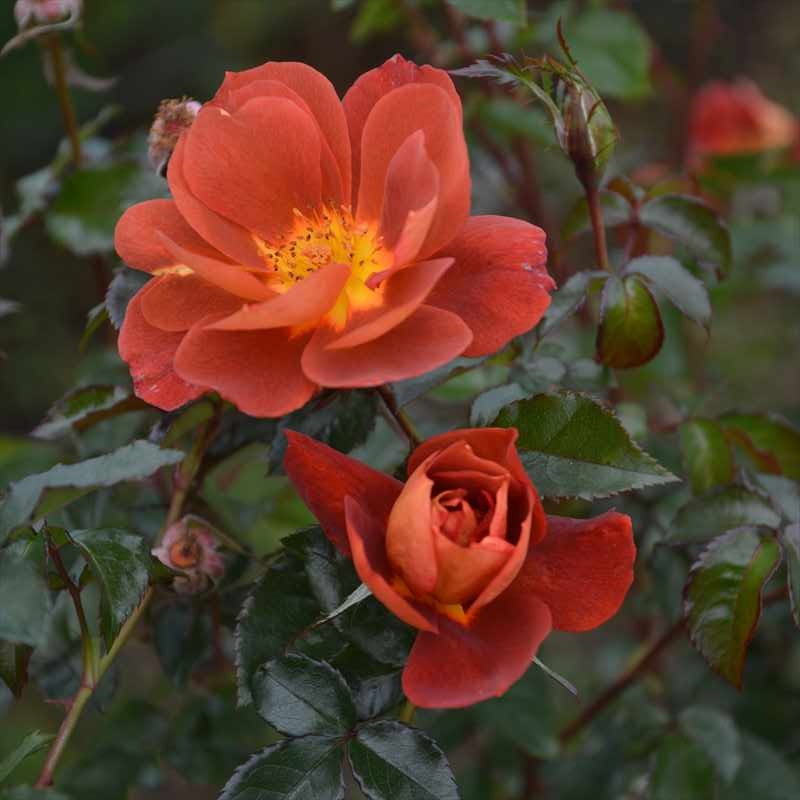 【バラ売り不可】スターダスト【エクストラ付き】 バラ大苗 バリスタ 7号 ヤンスペック JANSPEKROSEN｜花木04-PA | 花木