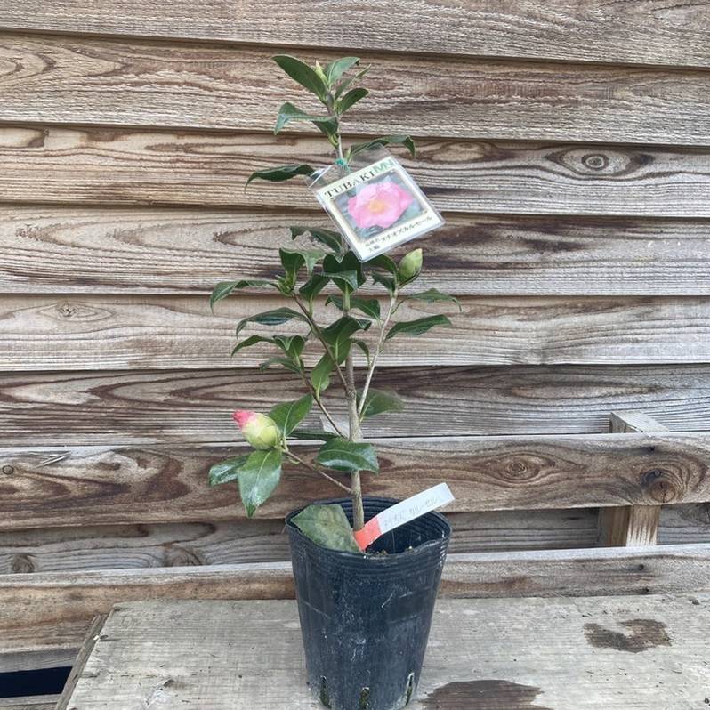 椿 ツバキ 4号 ヌチオズカルセール［こだわりの前田ナーセリー苗