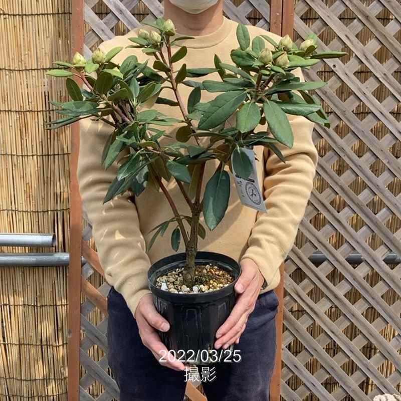 豪華♡どっしり株♡西洋シャクナゲ【ハイドンハンター】 園芸ネット本店｜西洋シャクナゲ：ハイドンハンター6号鉢植え の通販