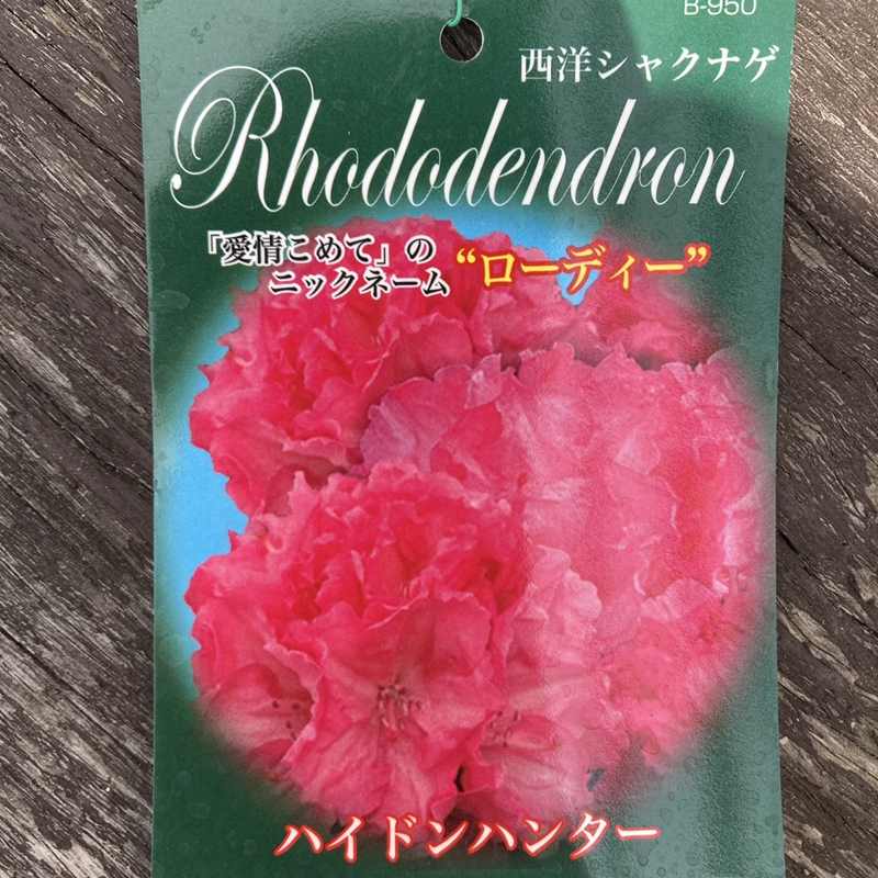 西洋シャクナゲ 6号 ハイドンハンター｜花木03-D3 | 花木・庭木