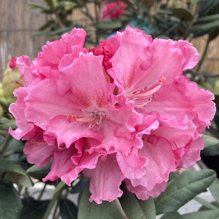 西洋シャクナゲ 6号 ハイドンハンター｜花木03-D3 | 花木・庭木