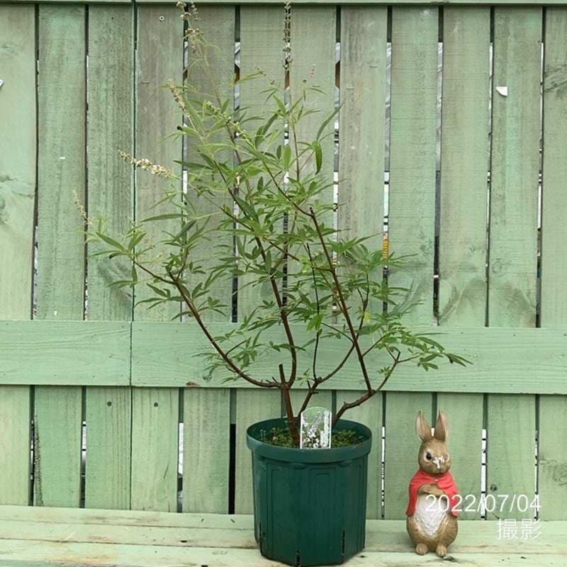 チョウセンニンジン木 70センチ 苗木 西洋ニンジンボク 約2.1m 現品