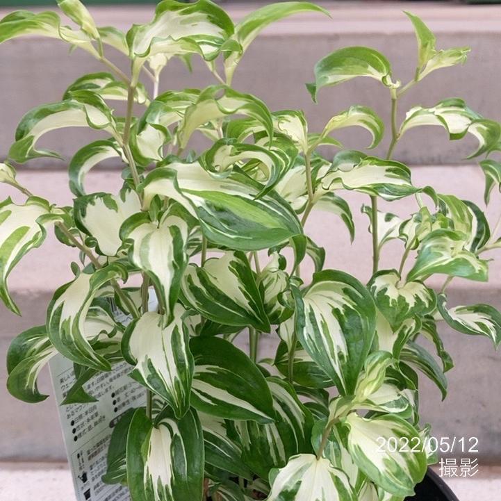 【中古】 フェアリームーンライト チャイニーズ フェアリーベルズ ムーンライト 3.5号｜草花04-PA