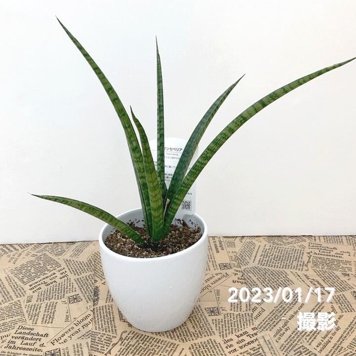 サンスベリア 4号 ドーネリー 白陶器鉢仕様｜観葉02-D2 | 観葉・多肉