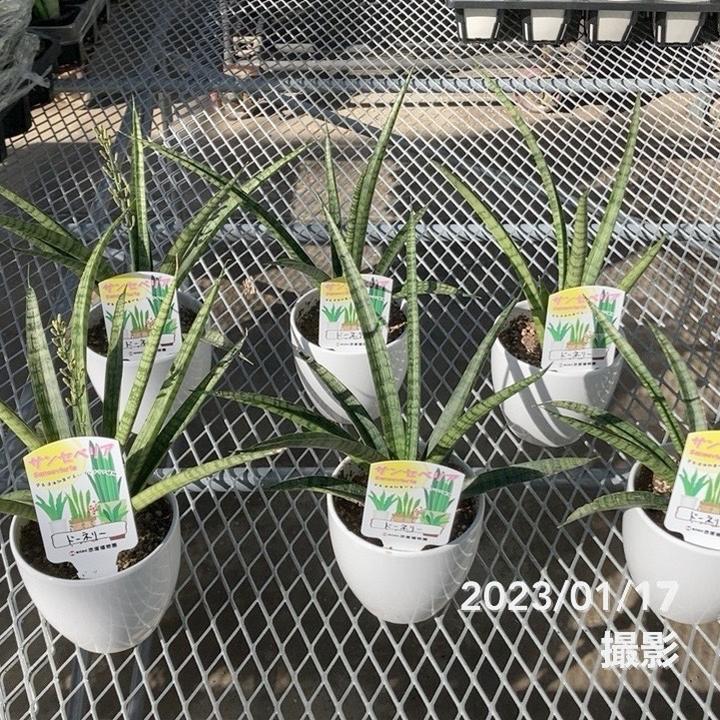 決算P5倍！10%OFF！8/2まで】サンスベリア 4号 ドーネリー 白陶器鉢