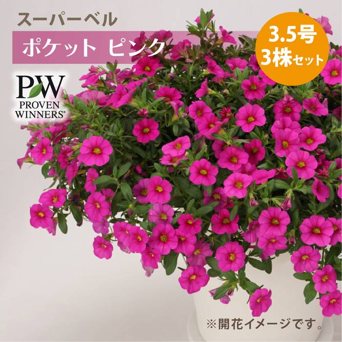PW スーパーベル ポケット ピンク 3.5号×3株セット｜草花04-PA | 草花