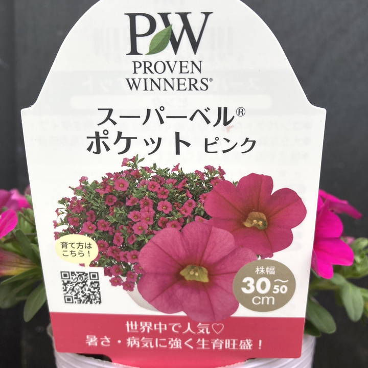 PW スーパーベル ポケット ピンク 3.5号×3株セット｜草花04-PA | 草花