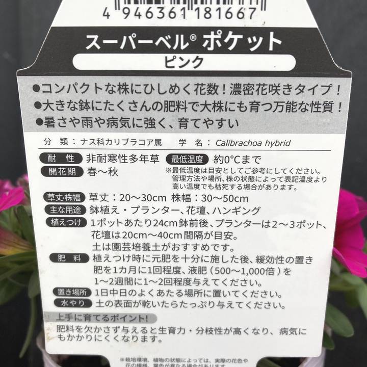 PW スーパーベル ポケット ピンク 3.5号×3株セット｜草花04-PA | 草花