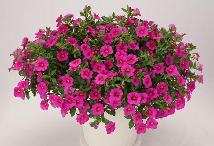 PW スーパーベル ポケット ピンク 3.5号×3株セット｜草花04-PA | 草花