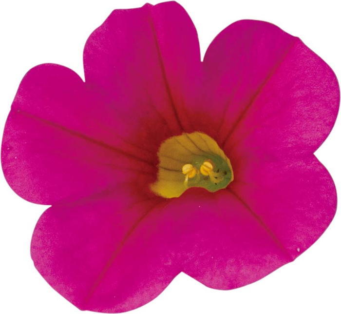 花 ページ 花さま専用 ☆ 花 ☆ 花ページ Amazon.co.jp: ZX ゼクス