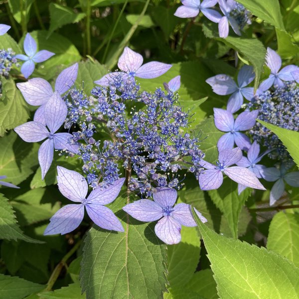 ヤマアジサイ 4号 舞華 マイハナ（36）｜花木01-D1 | 赤塚植物園自社