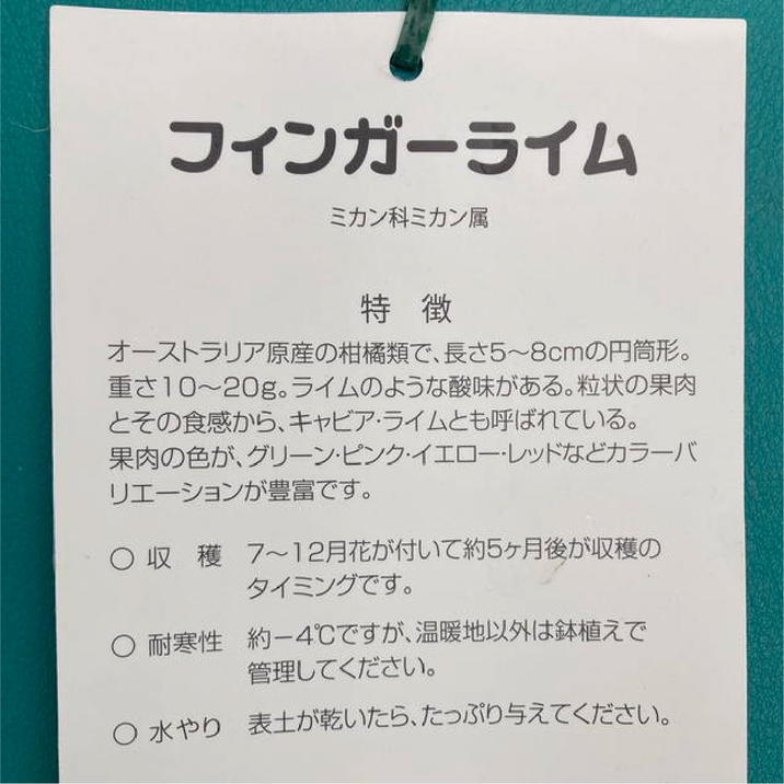 フィンガーライム 3.5号 ニューイエロー｜柑橘｜果樹10-TU | 果樹,柑橘