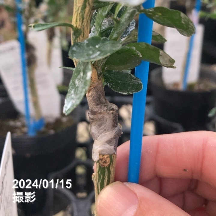 フィンガーライム 3.5号 ニューイエロー｜柑橘｜果樹10-TU | 果樹,柑橘