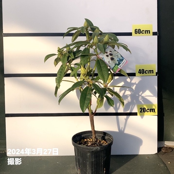 西洋シャクナゲ 6号 サッフォー｜花木03-D3 | 花木・庭木,シャクナゲ