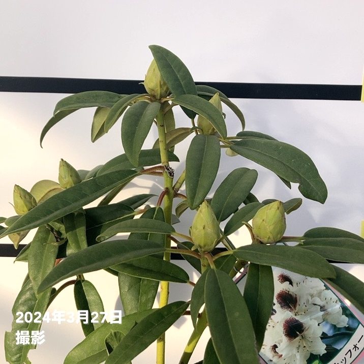 西洋シャクナゲ 6号 サッフォー｜花木03-D3 | 花木・庭木,シャクナゲ
