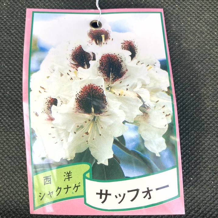 西洋シャクナゲ 6号 サッフォー｜花木03-D3 | 花木・庭木,シャクナゲ