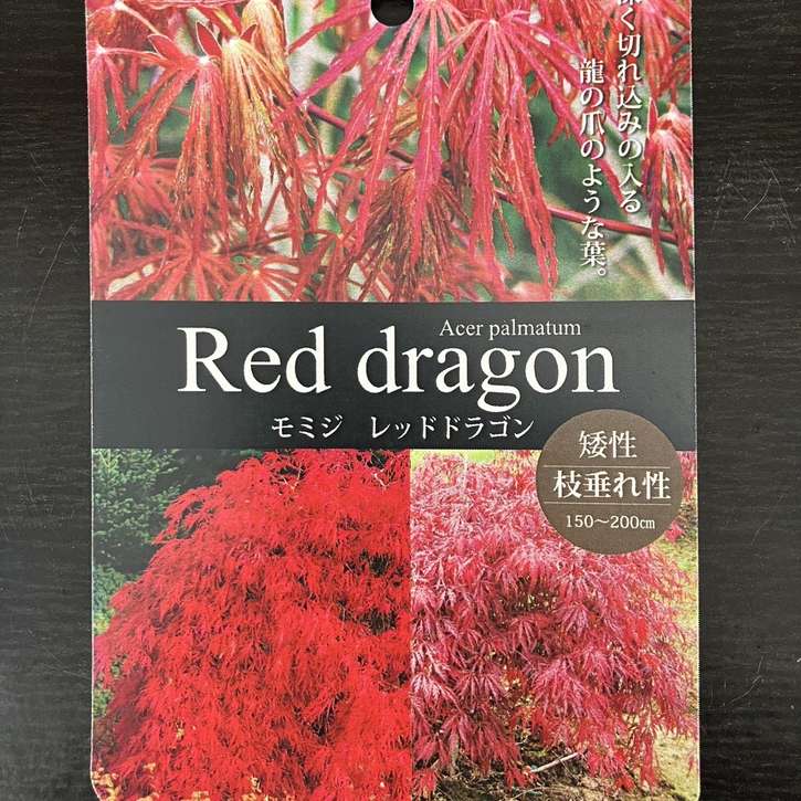 もみじコレクション17 ミレニアムレッド 接木苗 6号鉢 5年物 全長110cm もみじコレクション17 ミレニアムレッド 接木苗 6号鉢 5年物 全長110cm