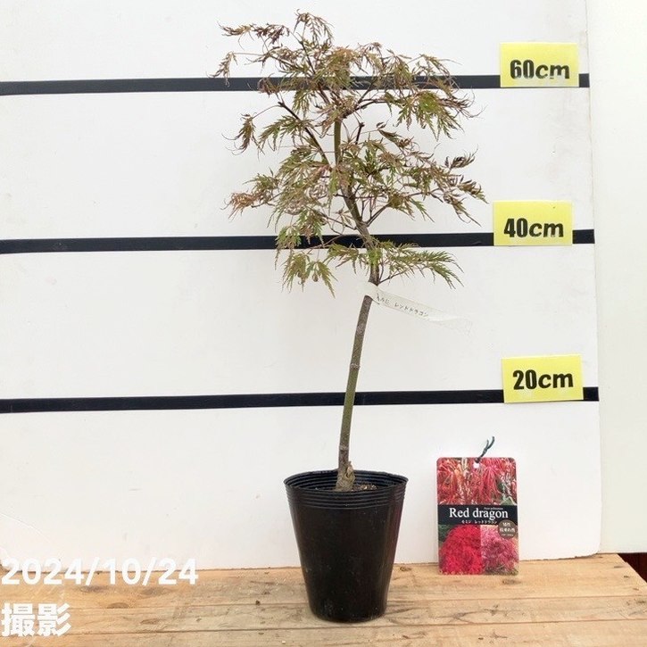 モミジ レッドドラゴン 4.5号 接ぎ木1年生 ｜花木10-TU | □キーワード