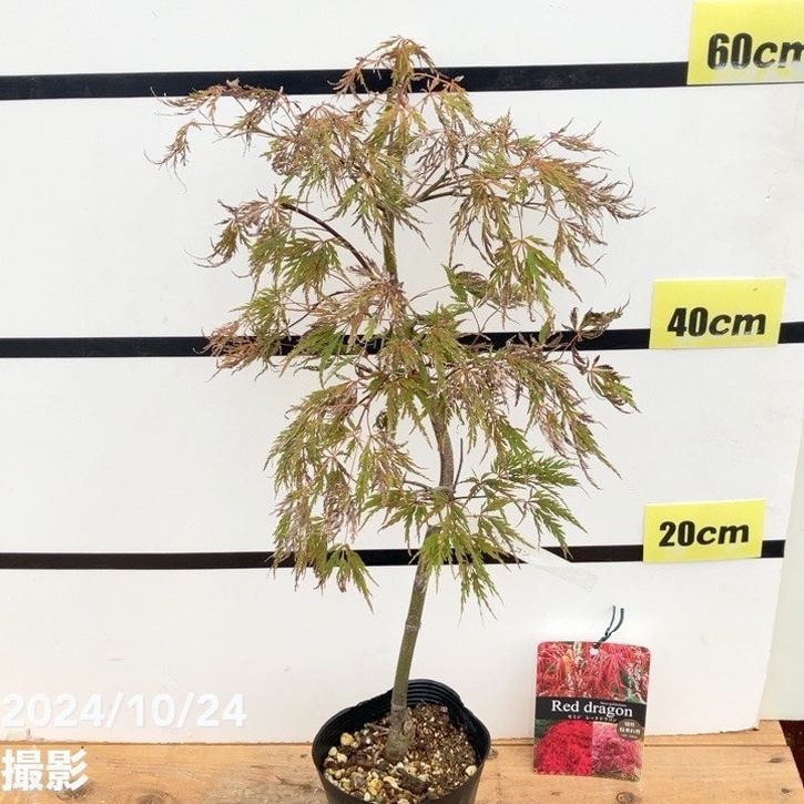 モミジ レッドドラゴン 4.5号 接ぎ木1年生 ｜花木10-TU | □キーワード