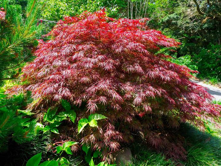 モミジ レッドドラゴン 4.5号 接ぎ木1年生 ｜花木10-TU | □キーワード