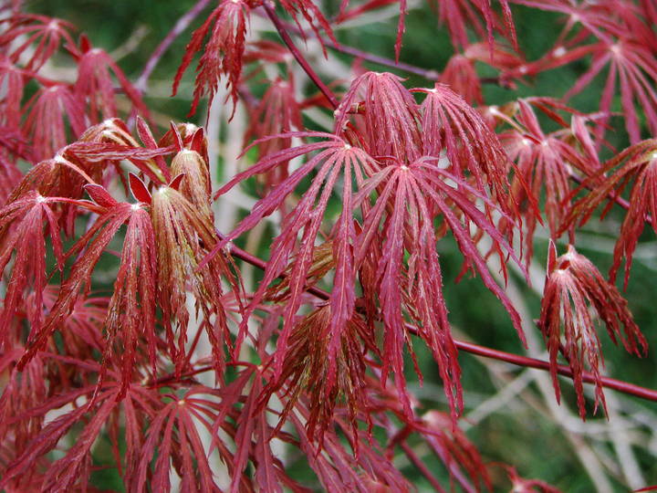 モミジ レッドドラゴン 4.5号 接ぎ木1年生 ｜花木10-TU | □キーワード