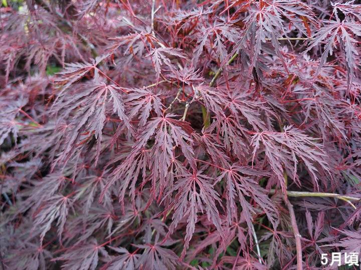 モミジ レッドドラゴン 4.5号 接ぎ木1年生 ｜花木10-TU | □キーワード