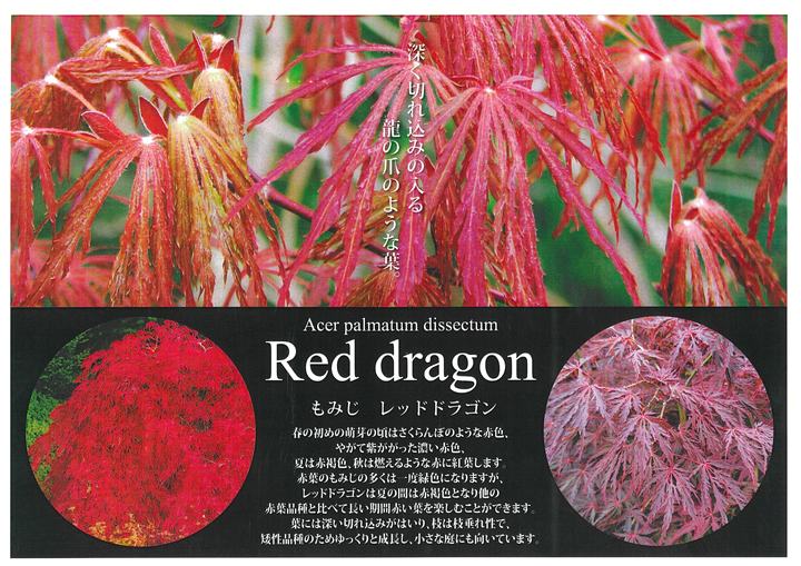 もみじ様　　au KTF41 レッド KYOCERA（京セラ） 【美品】かんたんケータイ KYF41 ワインレッド au