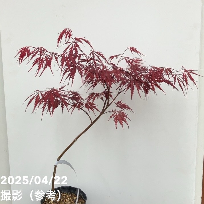 モミジ レッドドラゴン 4.5号 接ぎ木1年生 ｜花木10-TU | □キーワード