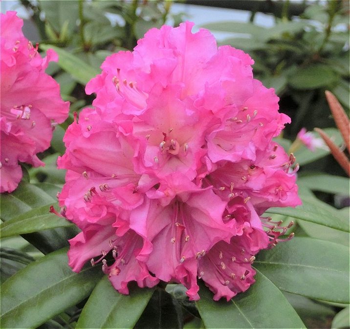 シャクナゲ スーパーローディー 3.5号 春まつり｜花木01-D1 | 赤塚